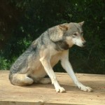 Wolf, Colchester Zoo, 2004