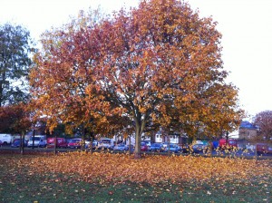 Carpet of Leaves