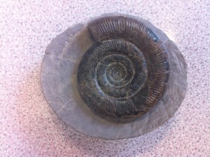 Ammonite