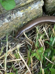 Slow worm in the garden