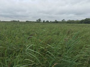 Wicken Fen