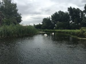 Wicken Fen Swans