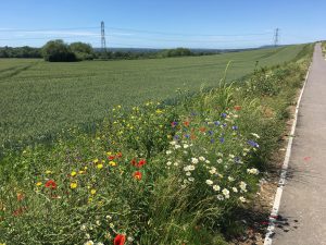 Wild Flowers