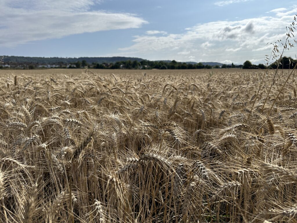 The Barley Fields