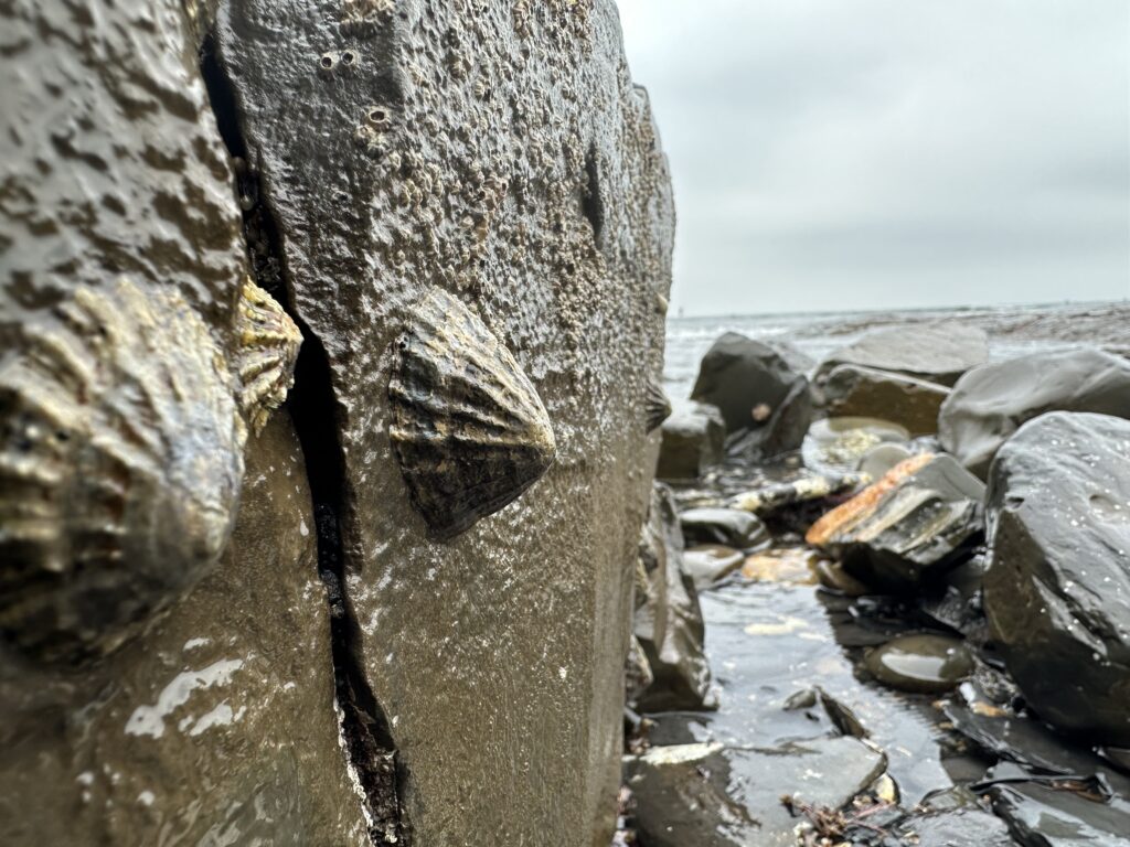 Hold On Tight - Kimmeridge Bay Dorset